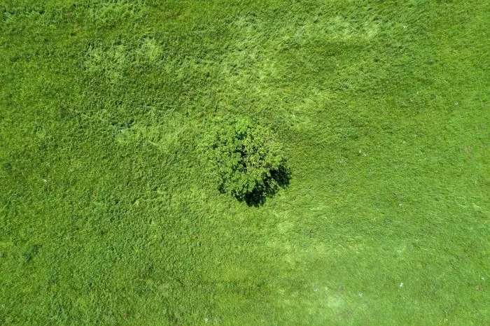 Framed Print : Aerial view lone tree in sunny green field, Auvergne, France Framed Print : Aerial view lone tree in sunny green field, Auvergne, France