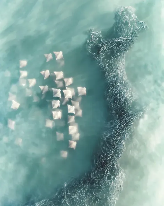 Framed Print : Aerial view of Manta Rays swimming in open waters with a shoal of fish along the coral reef, Australia