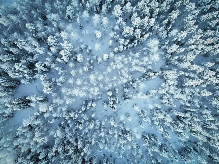 Framed Print : Aerial top down view of snowcapped trees in winter in Norrbotten, Sweden Framed Print : Aerial top down view of snowcapped trees in winter in Norrbotten, Sweden