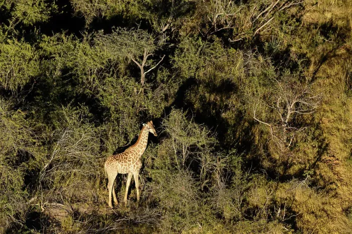 Framed Print : Aerial view of South African giraffe or Cape giraffe (Giraffa camelopardalis giraffa) Framed Print : Aerial view of South African giraffe or Cape giraffe (Giraffa camelopardalis giraffa)