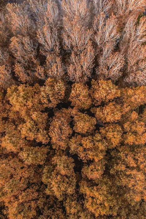 Framed Print : Aerial view of trees with autumn colours near Flaca city, Catalonia, Spain Framed Print : Aerial view of trees with autumn colours near Flaca city, Catalonia, Spain