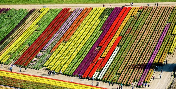 Framed Print : Aerial view of tulip fields Framed Print : Aerial view of tulip fields