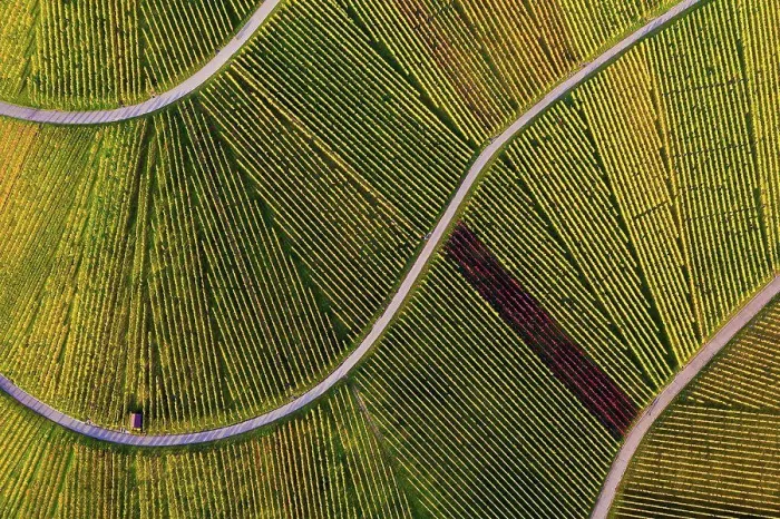 Framed Print : Aerial view of vast countryside vineyards in autumn Framed Print : Aerial view of vast countryside vineyards in autumn