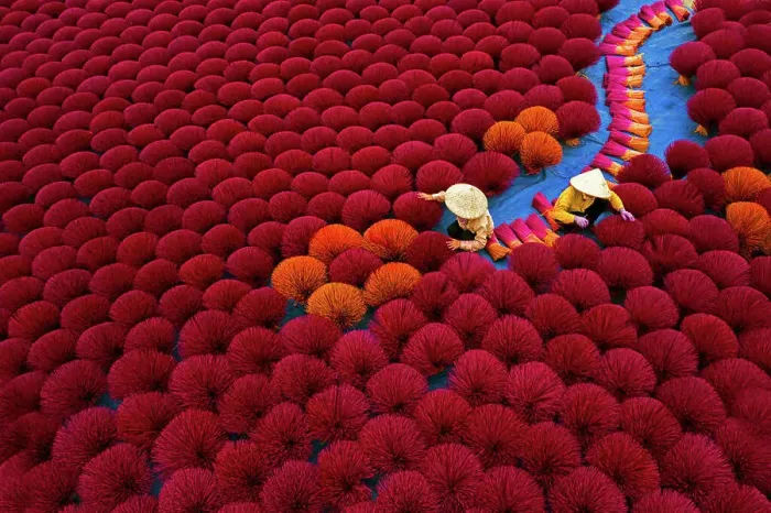 Framed Print : Aerial view of Vietnamese workers picking incense sticks from an incense field in Huyện Ứng Hòa, Hanoi, Vietnam Framed Print : Aerial view of Vietnamese workers picking incense sticks from an incense field in Huyện Ứng Hòa, Hanoi, Vietnam