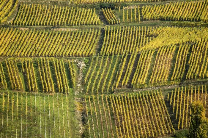 Framed Print : Aerial view of vineyards on route des vins d'Alsace, France