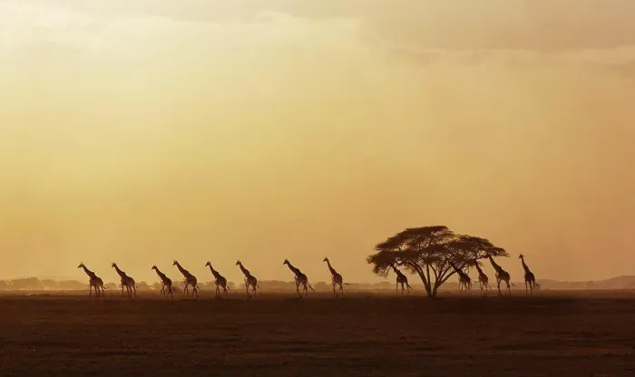 Framed Print : Africa, Kenya, Giraffes walking in savannah at sunset in Amboseli National Park Framed Print : Africa, Kenya, Giraffes walking in savannah at sunset in Amboseli National Park