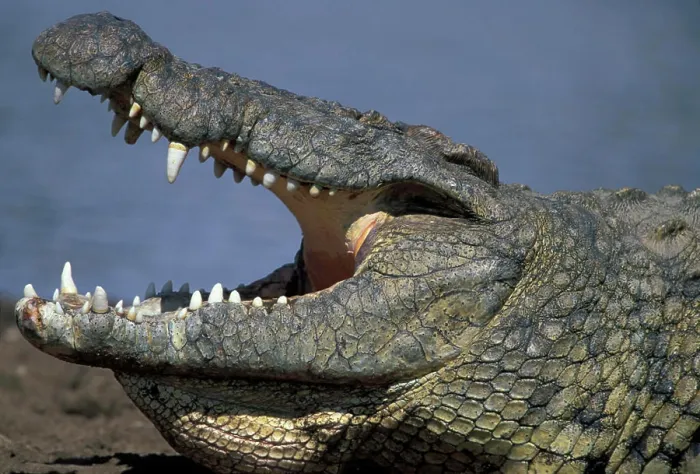 Framed Print : Africa, Kenya, Masai Mara Game Reserve, Nile Crocodile (Crocodylus niloticus) resting along banks of Mara River