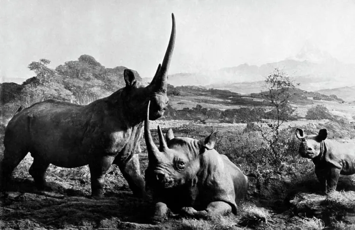 Framed Print : Africa, kenya, rhinos, 1920 Framed Print : Africa, kenya, rhinos, 1920
