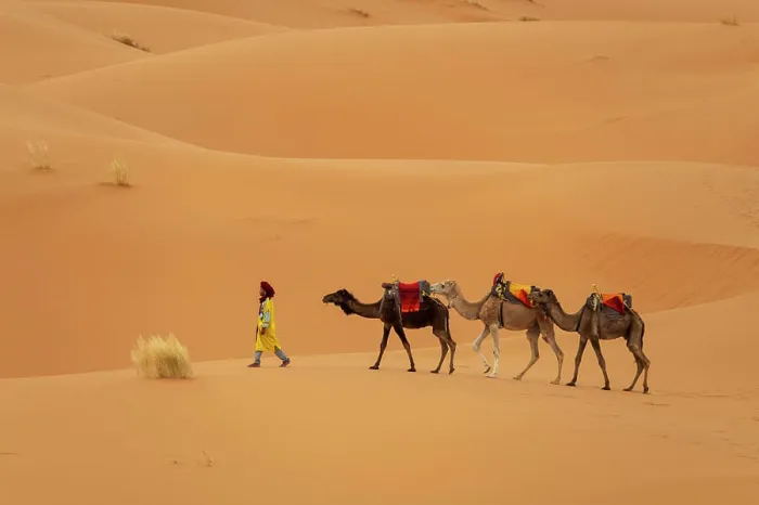 Framed Print : Africa, Morocco, Erg Chebbi. Berber man leading camels in desert Framed Print : Africa, Morocco, Erg Chebbi. Berber man leading camels in desert