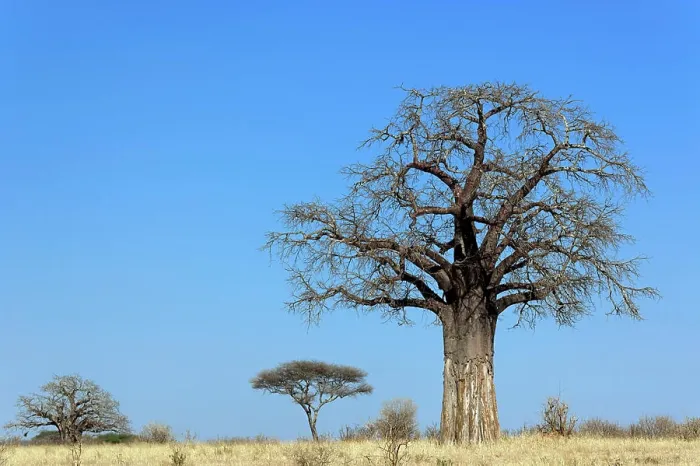 Framed Print : African baobab tree, Adansonia digitata, Tarangire National Park, Tanzania Framed Print : African baobab tree, Adansonia digitata, Tarangire National Park, Tanzania