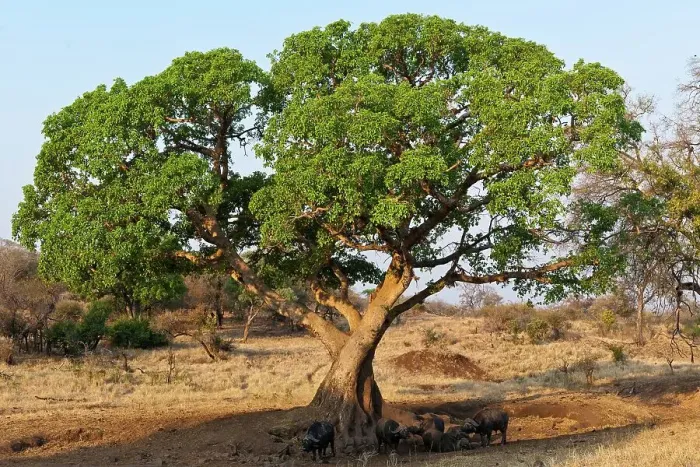 Framed Print : African buffalo, affalo or Cape buffalo (Syncerus caffer) under a ficus (Fig) tree Framed Print : African buffalo, affalo or Cape buffalo (Syncerus caffer) under a ficus (Fig) tree