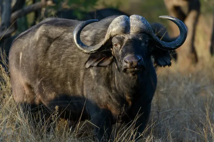 Framed Print : African buffalo, also know as Cape Buffalo (Syncerus caffer) Framed Print : African buffalo, also know as Cape Buffalo (Syncerus caffer)
