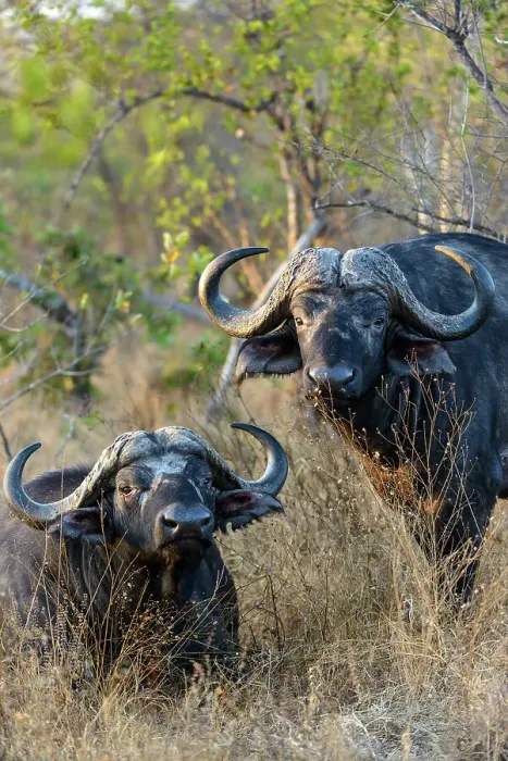 Framed Print : African buffalo, also know as Cape Buffalo (Syncerus caffer)