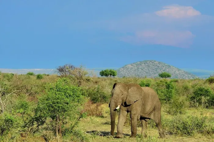Framed Print : African bush elephant or African savanna elephant (Loxodonta africana) Framed Print : African bush elephant or African savanna elephant (Loxodonta africana)