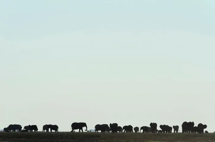 Framed Print : African bush elephant or African savanna elephant (Loxodonta africana) Framed Print : African bush elephant or African savanna elephant (Loxodonta africana)