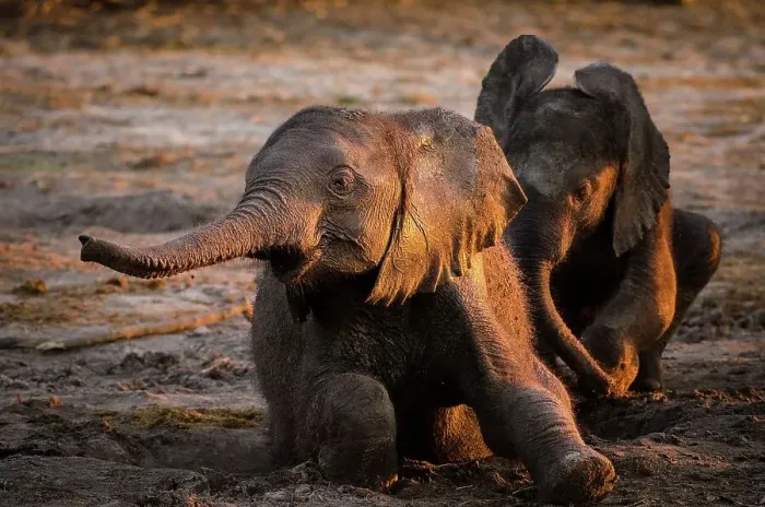 Framed Print : African bush elephant or African savanna elephant (Loxodonta africana) babies playing