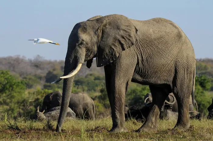 Framed Print : African bush elephant or African savanna elephant (Loxodonta africana) and Cattle Egret (Bubulcus ibis) Framed Print : African bush elephant or African savanna elephant (Loxodonta africana) and Cattle Egret (Bubulcus ibis)