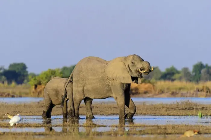 Framed Print : African bush elephant or African savanna elephant (Loxodonta africana) drinking