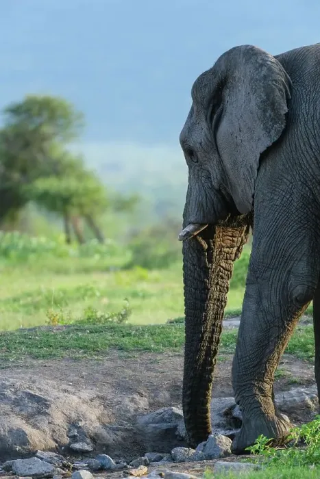 Framed Print : African bush elephant or African savanna elephant (Loxodonta africana) drinking