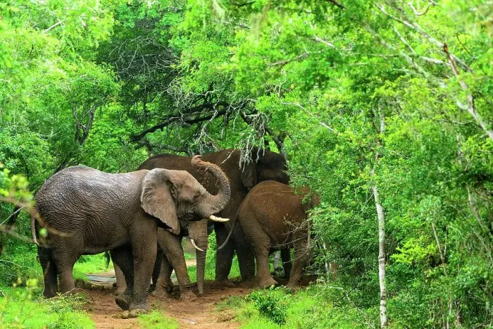 Framed Print : African bush elephant or African savanna elephant (Loxodonta africana) on the edge of Sand Forest Framed Print : African bush elephant or African savanna elephant (Loxodonta africana) on the edge of Sand Forest