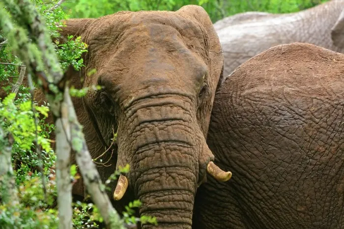 Framed Print : African bush elephant or African savanna elephant (Loxodonta africana) on the edge of Sand Forest