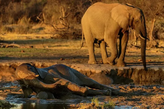 Framed Print : African bush elephant or African savanna elephant (Loxodonta africana) rolling in mud