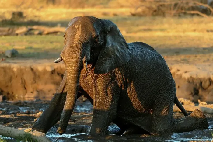 Framed Print : African bush elephant or African savanna elephant (Loxodonta africana) rolling in mud
