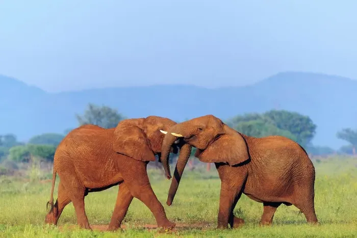 Framed Print : African bush elephant or African savanna elephant (Loxodonta africana) sparring (play fighting) Framed Print : African bush elephant or African savanna elephant (Loxodonta africana) sparring (play fighting)