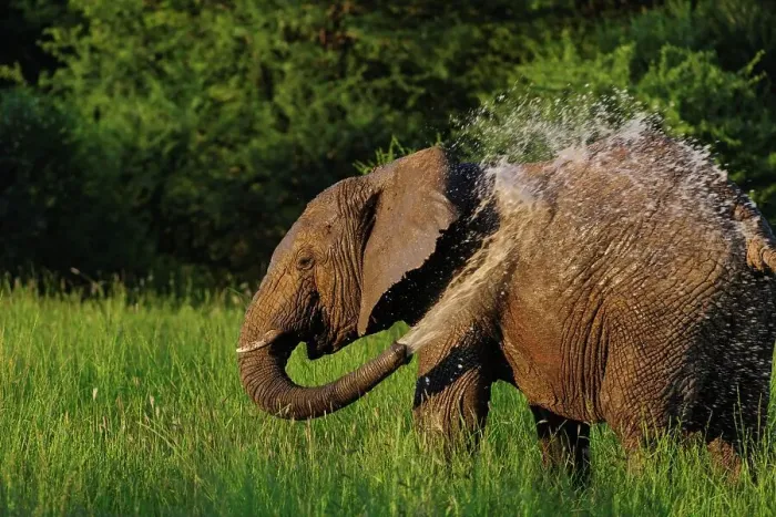 Framed Print : African bush elephant or African savanna elephant (Loxodonta africana) spraying itself with water Framed Print : African bush elephant or African savanna elephant (Loxodonta africana) spraying itself with water