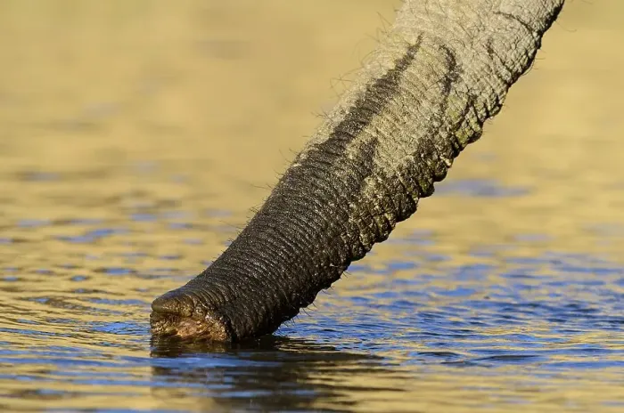 Framed Print : African bush elephant or African savanna elephant (Loxodonta africana) trunk while drinking