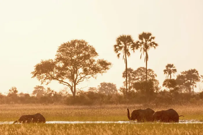 Framed Print : African bush elephant (Loxodonta africana) crossing a channel Framed Print : African bush elephant (Loxodonta africana) crossing a channel