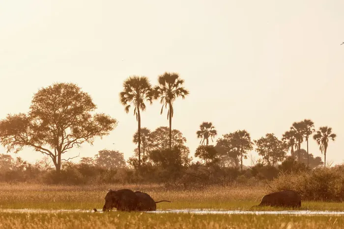 Framed Print : African bush elephant (Loxodonta africana) crossing a channel Framed Print : African bush elephant (Loxodonta africana) crossing a channel
