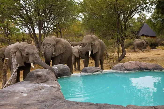 Framed Print : African Bush Elephant (Loxodonta africana) drinking at Nitani Game Reserve camp pool Framed Print : African Bush Elephant (Loxodonta africana) drinking at Nitani Game Reserve camp pool