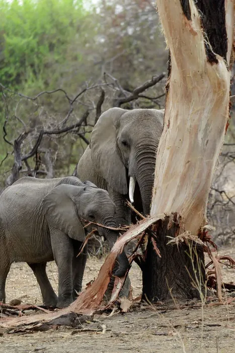 Framed Print : African bush elephant (Loxodonta africana) stripping bark from a tree (elephant dammage) Framed Print : African bush elephant (Loxodonta africana) stripping bark from a tree (elephant dammage)