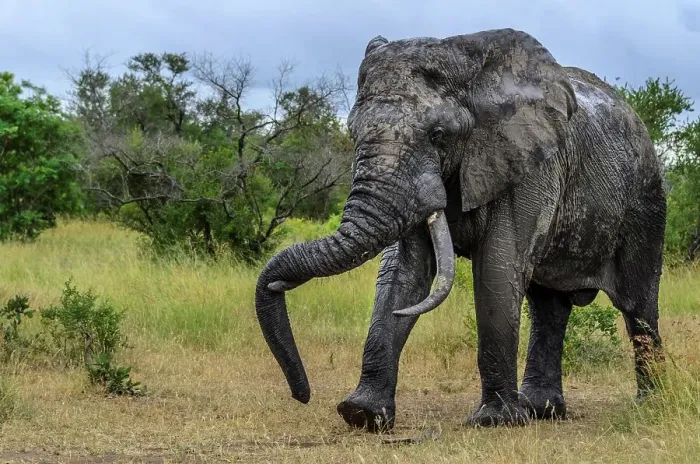 Framed Print : African bush elephant (Loxodonta africana) walking and resting it's trunk on a tusk Framed Print : African bush elephant (Loxodonta africana) walking and resting it's trunk on a tusk
