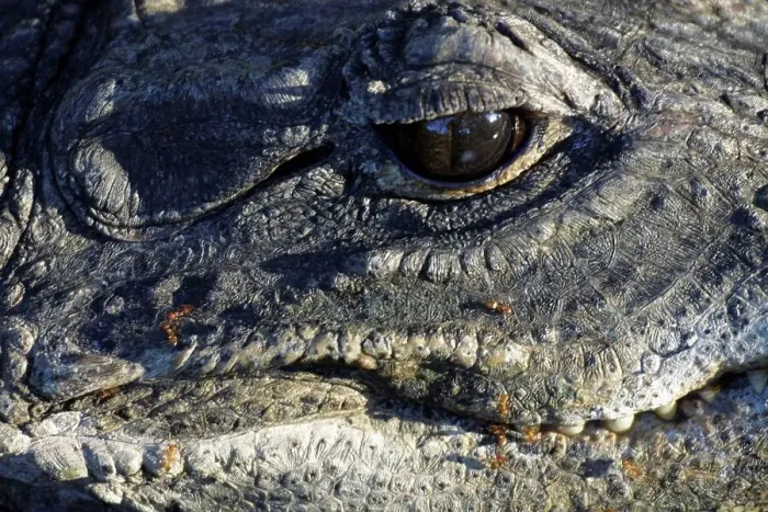 Framed Print : African Dwarf Crocodile. Greater St Lucia Wetland Park Framed Print : African Dwarf Crocodile. Greater St Lucia Wetland Park