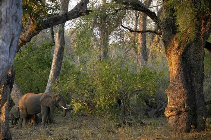 Framed Print : African Elephant (Loxodonta africana) cow and calf in riverine bush