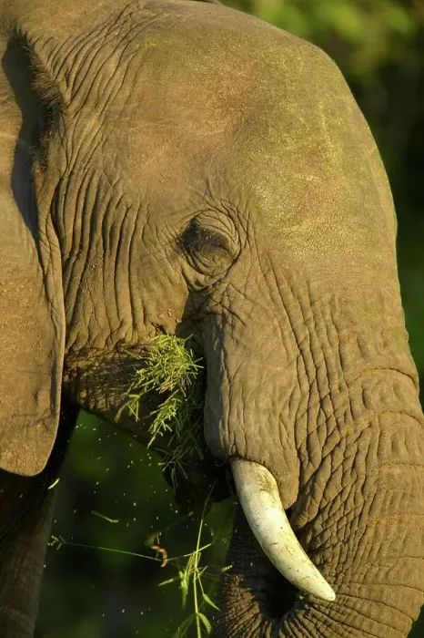 Framed Print : African Elephant (Loxodonta africana) feeding