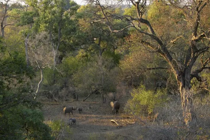 Framed Print : African Elephant (Loxodonta africana) herd in riverine bush