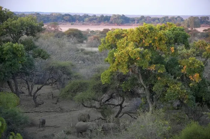 Framed Print : African Elephant (Loxodonta africana) herd in riverine bush Framed Print : African Elephant (Loxodonta africana) herd in riverine bush