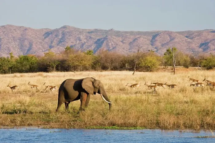 Framed Print : African Elephant Loxodonta Africana} and Impala Aepyceros malampus} Framed Print : African Elephant Loxodonta Africana} and Impala Aepyceros malampus}