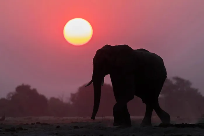 Framed Print : African elephant (Loxodonta africana) at sunset, Chobe National Park, Botswana, Africa Framed Print : African elephant (Loxodonta africana) at sunset, Chobe National Park, Botswana, Africa