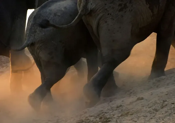Framed Print : African elephants (Loxodonta africana) running on the banks of the Luangwa River Framed Print : African elephants (Loxodonta africana) running on the banks of the Luangwa River