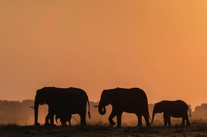 Framed Print : African elephants (Loxodonta africana) at sunset, Chobe National Park, Botswana, Africa Framed Print : African elephants (Loxodonta africana) at sunset, Chobe National Park, Botswana, Africa