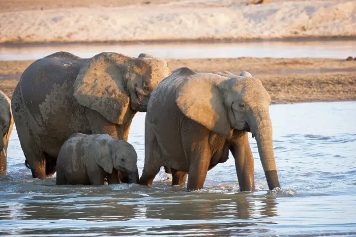 Framed Print : African elephants (Loxodonta africana) wading through the Luangwa River Framed Print : African elephants (Loxodonta africana) wading through the Luangwa River