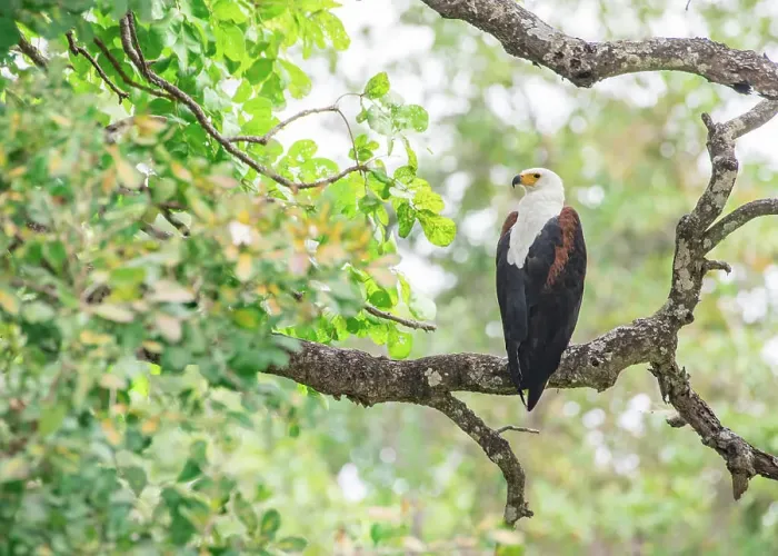 Framed Print : African fish eagle (Haliaeetus vocifer), framed by branches, South Luangwa National Park, Zambia, Africa Framed Print : African fish eagle (Haliaeetus vocifer), framed by branches, South Luangwa National Park, Zambia, Africa