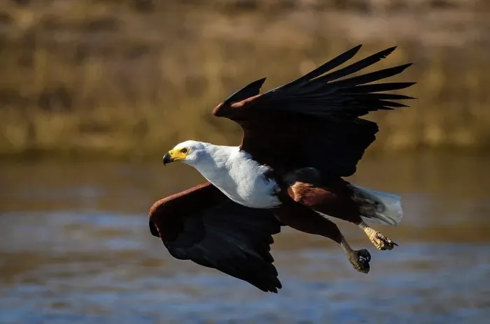 Framed Print : African Fish Eagle (Haliaeetus vocifer) catching a fish