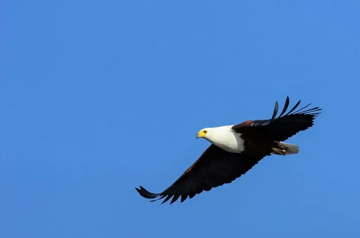 Framed Print : African Fish Eagle (Haliaeetus vocifer) catching a fish Framed Print : African Fish Eagle (Haliaeetus vocifer) catching a fish