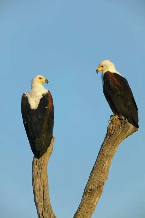 Framed Print : African Fish Eagle (Haliaeetus vocifer) male (R) and female Framed Print : African Fish Eagle (Haliaeetus vocifer) male (R) and female