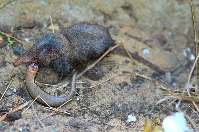 Framed Print : African giant shrew (Crocidura olivieri) eating a lizard, Casamance, Senegal Framed Print : African giant shrew (Crocidura olivieri) eating a lizard, Casamance, Senegal